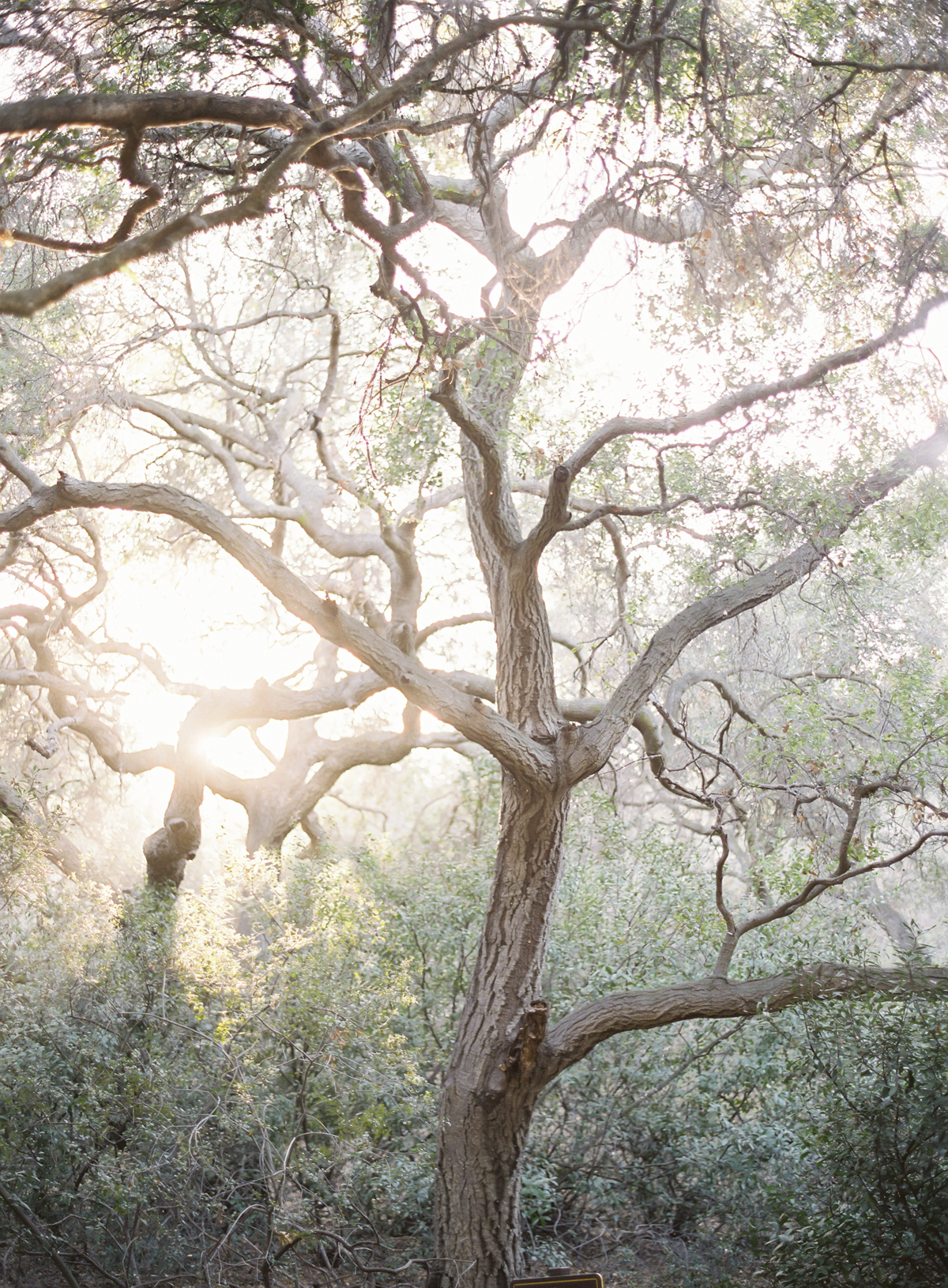 forest engagement session the great romance photo