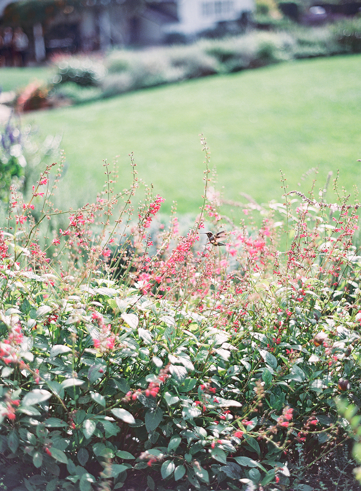 elegant santa barbara san ysidro ranch wedding the great romance photo