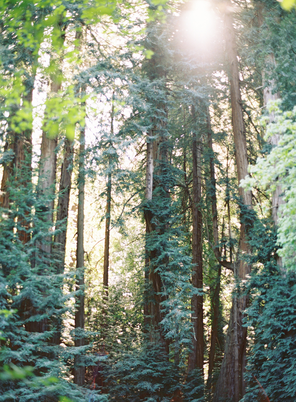 the great romance photo redwood forest muir woods marin headlands engagement